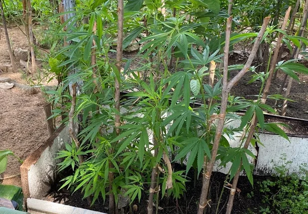 Plantação de maconha em Floriano