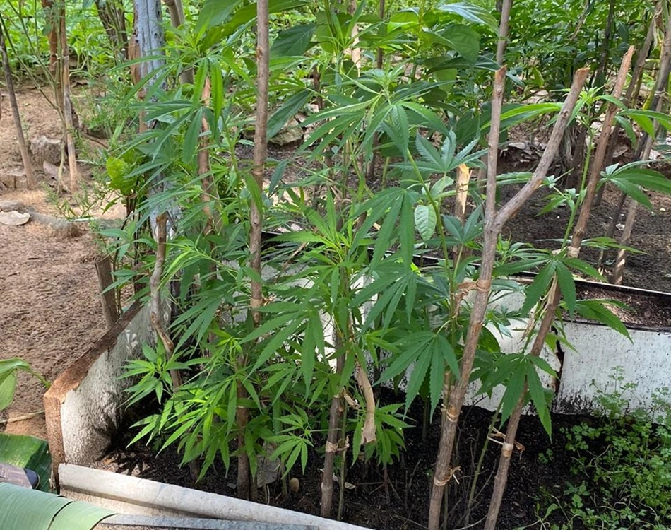 Plantação de maconha em Floriano