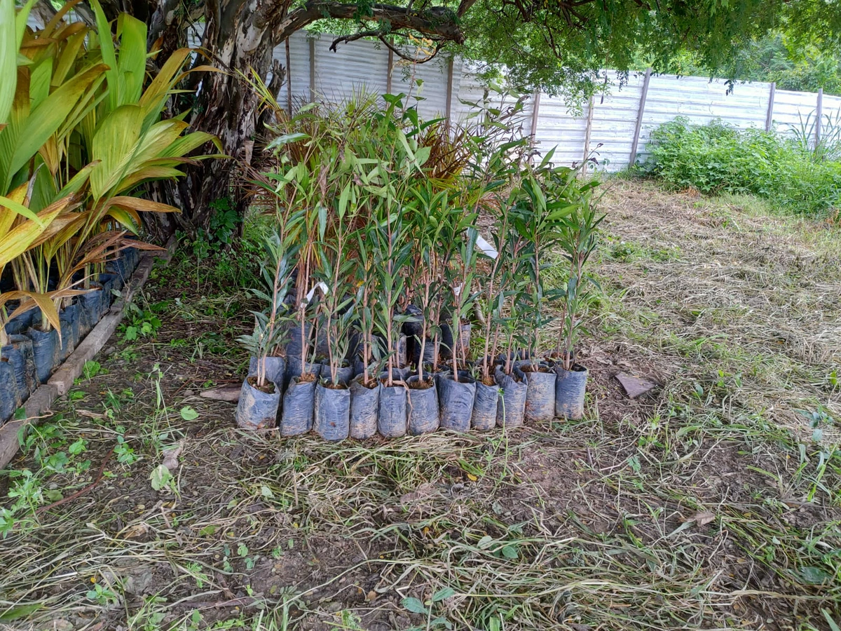 Plantio de mudas no Parque Floresta Fóssil