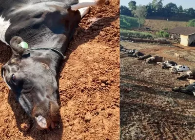 Seca mata milhares de vacas na Argentina