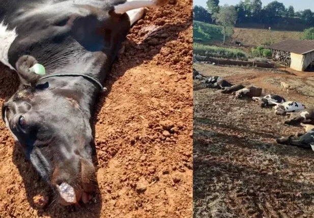 Seca mata milhares de vacas na Argentina