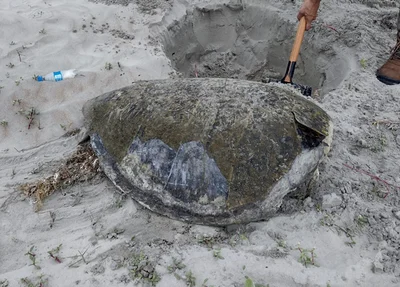 Tartaruga - verde encontrada morta no litoral piauiense