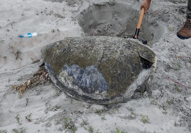 Tartaruga - verde encontrada morta no litoral piauiense