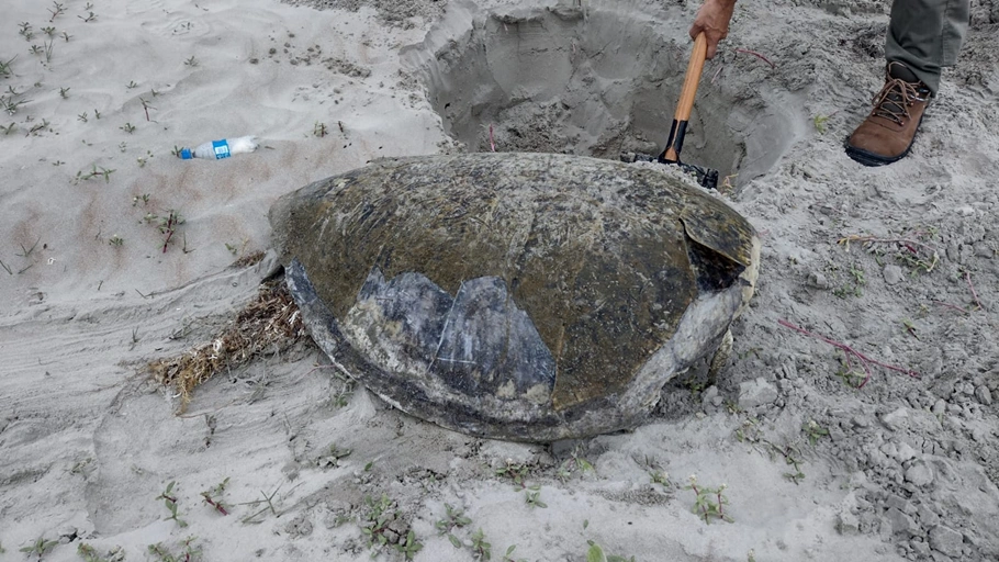 Tartaruga - verde encontrada morta no litoral piauiense