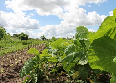 Agricultura no Brasil
