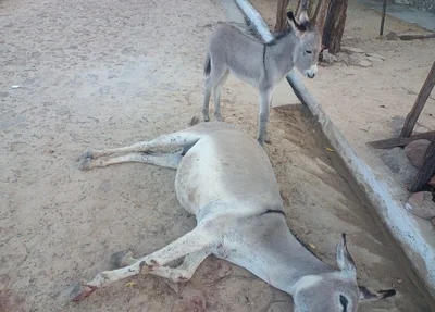 Animal foi agredido com pedaço de madeira
