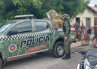 BPA apreendeu 40 aves em situação de cativeiro em União
