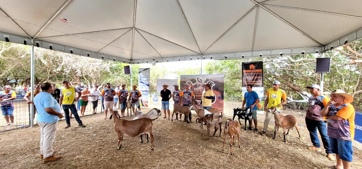 Criadores de pequenas e grandes raças participaram de concurso durante a XIV Expofeira