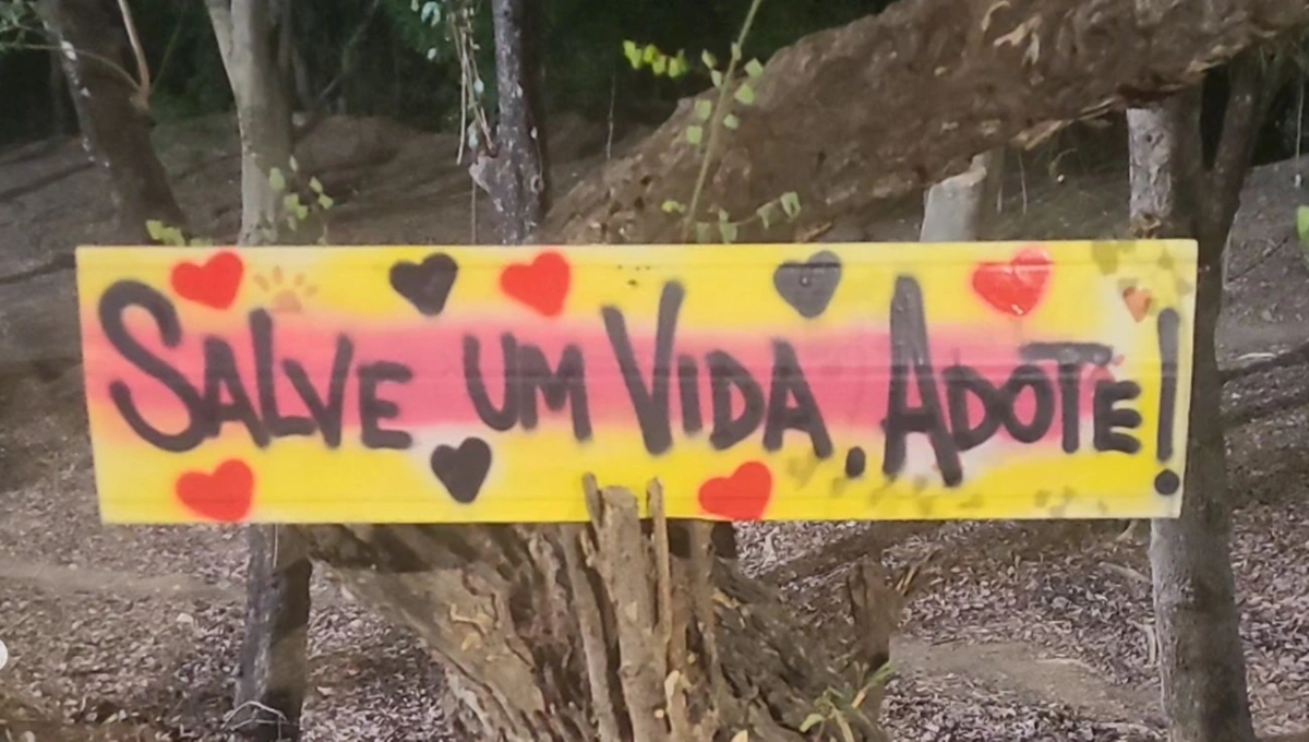 Iniciativa busca promover cuidados aos animais de rua