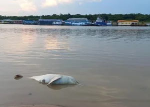 Mais de cem botos são encontrados mortos em menos de uma semana, no estado do Amazonas