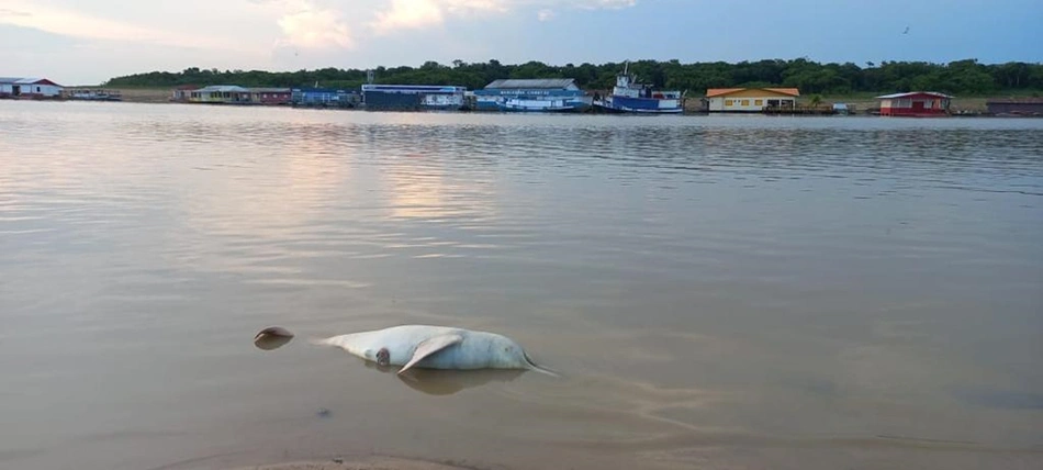 Mais de cem botos são encontrados mortos em menos de uma semana, no estado do Amazonas