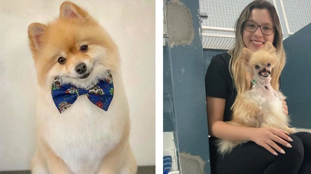 O cachorro Fox foi atacado no quintal de casa, em São José dos Campos