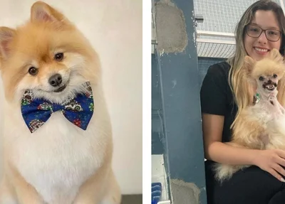 O cachorro Fox foi atacado no quintal de casa, em São José dos Campos