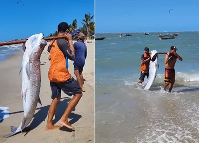 Tamanho do peixe Cumurupim impressiona