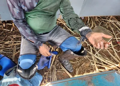 Vítimas trabalhavam no corte da cana-de-açúcar em usina no Goiás