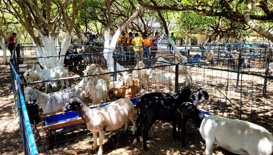XIV Expofeira de Caprinos e Ovinos de Joaquim Pires