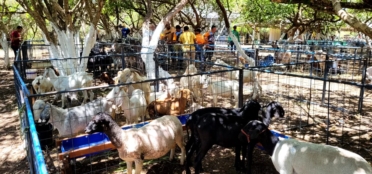XIV Expofeira de Caprinos e Ovinos de Joaquim Pires