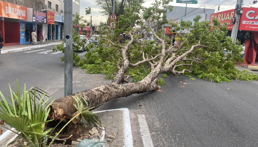 Árvore caída na Avenida Principal do Dirceu