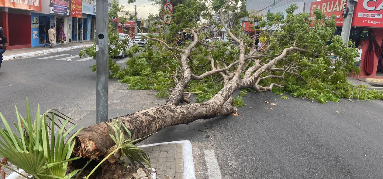 Árvore caída na Avenida Principal do Dirceu
