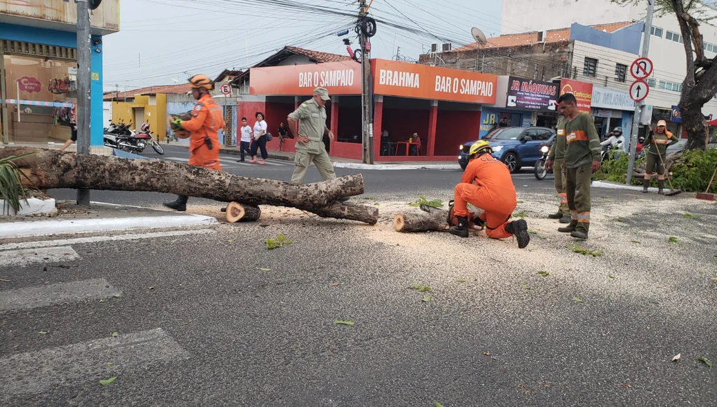 Árvore foi removida pelo Corpo de Bombeiros com apoio da CTA