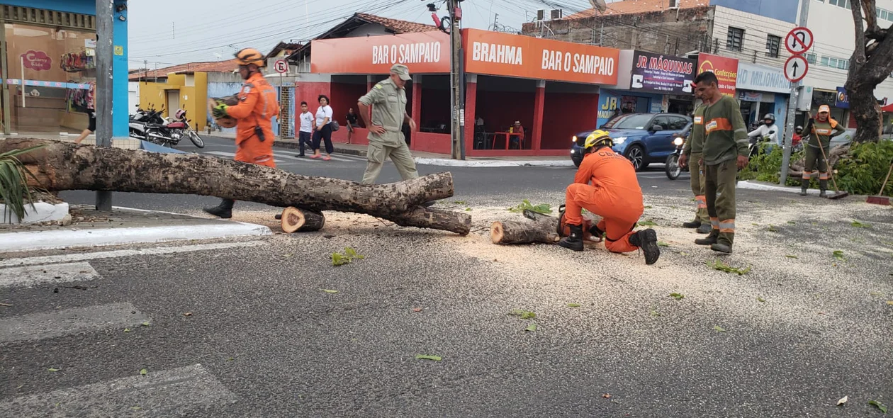 Árvore foi removida pelo Corpo de Bombeiros com apoio da CTA