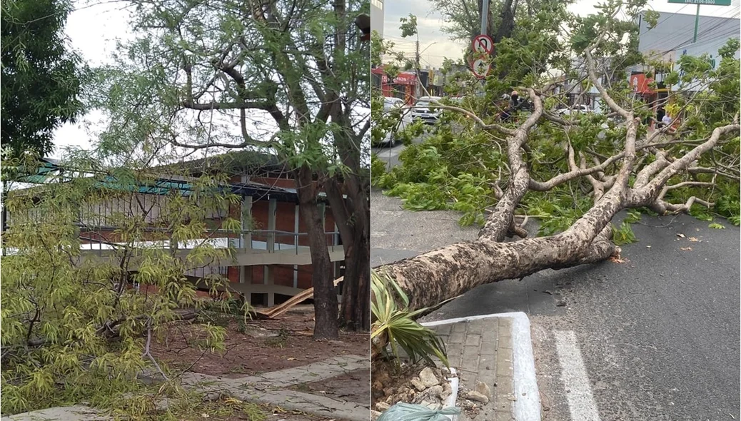 Árvores caídas em Teresina