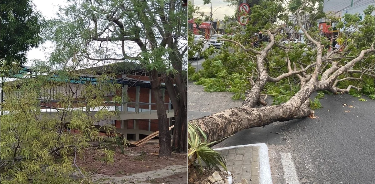 Árvores caídas em Teresina