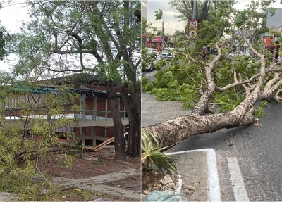 Árvores caídas em Teresina