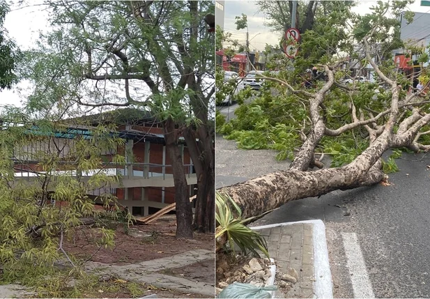 Árvores caídas em Teresina