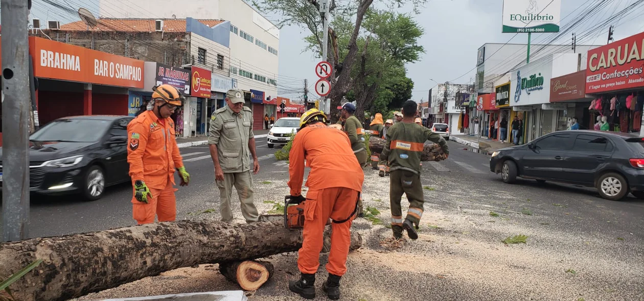 Corpo de Bombeiros registrou aumento nas quedas de árvores após vendaval