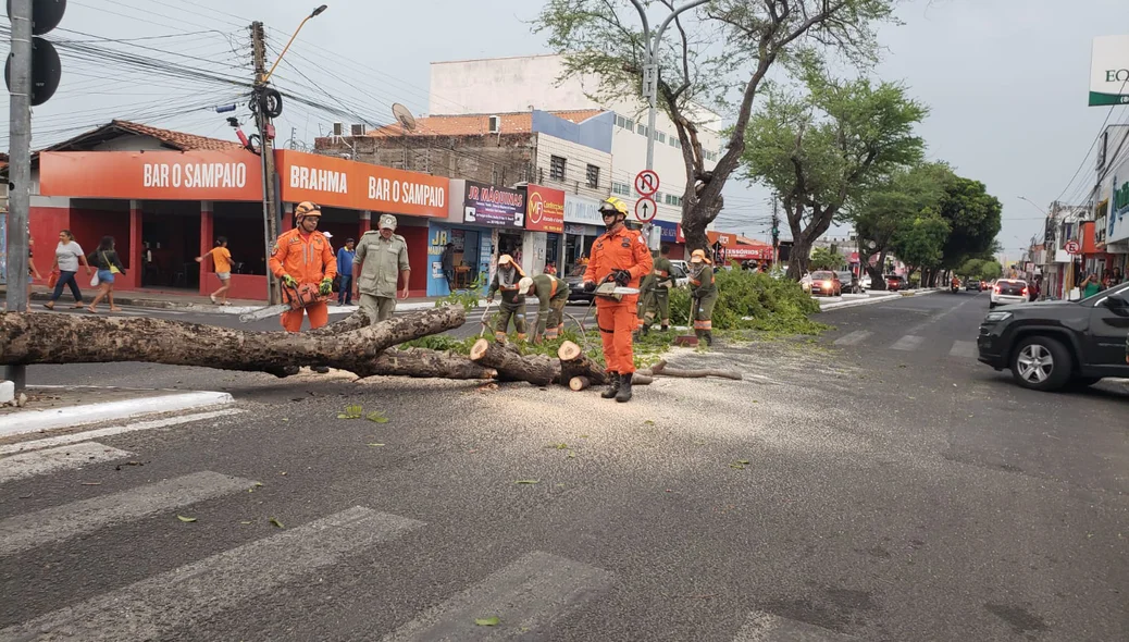 Corpo de Bombeiros removeu a árvores da Avenida
