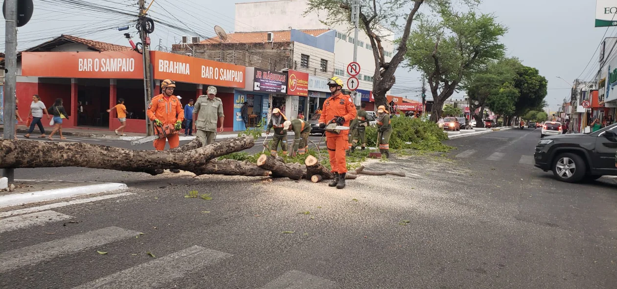 Corpo de Bombeiros removeu a árvores da Avenida