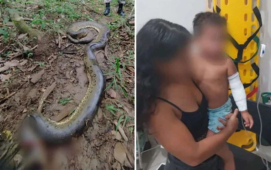 Criança sofreu apenas ferimentos leves e a cobra foi sacrificada