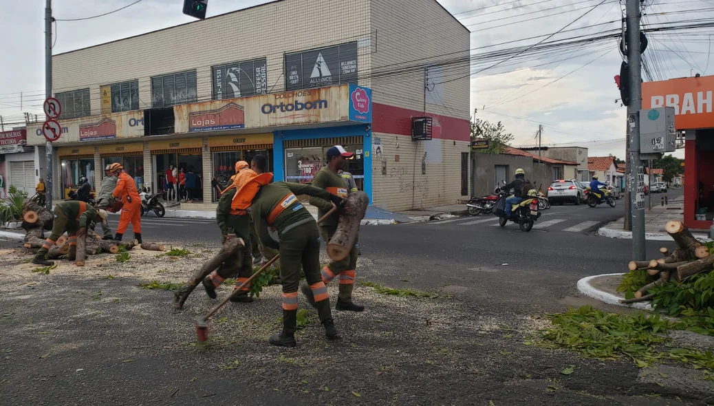 CTA ajudou a remover árvore da Avenida