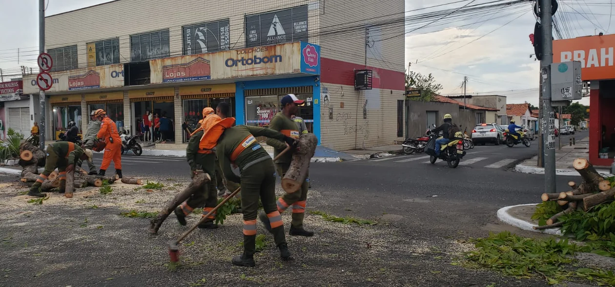 CTA ajudou a remover árvore da Avenida
