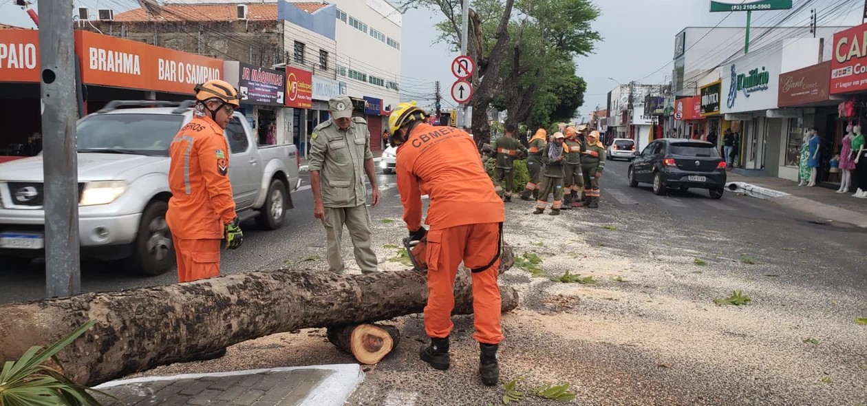 Durante vendaval, árvores caíram por Teresina