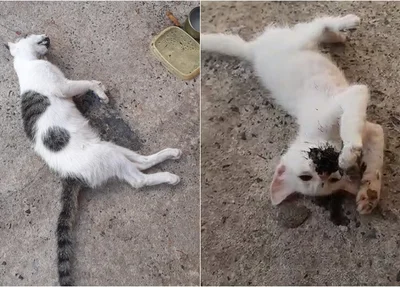 Gatos são mortos envenenados