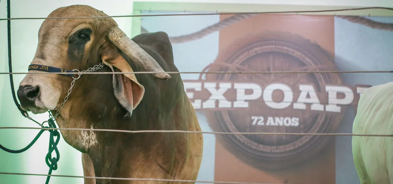 Lançamento da expoapi 2023