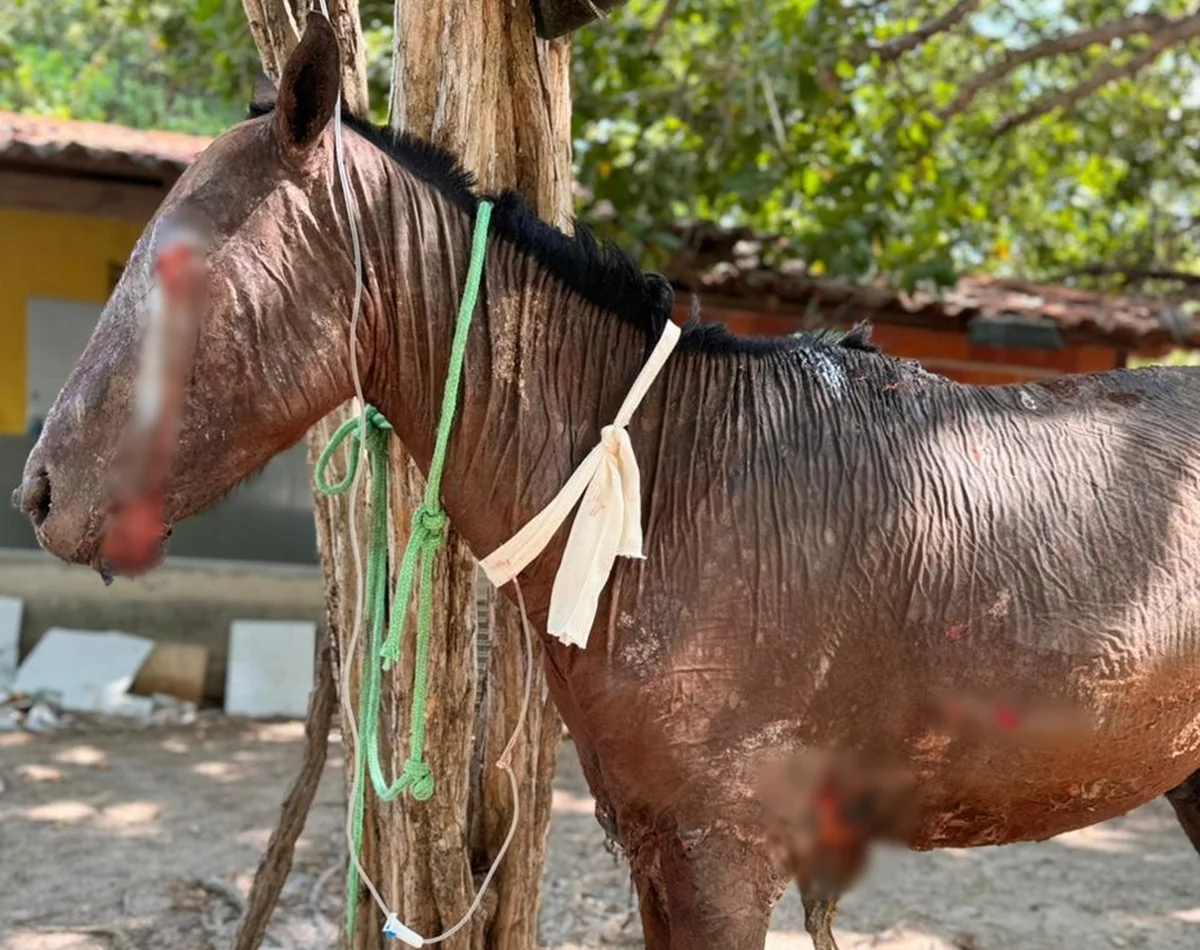 Crueldade: cavalo é queimado vivo em União; polícia investiga