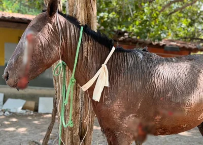 O animal foi resgatado nesse domindo (06)