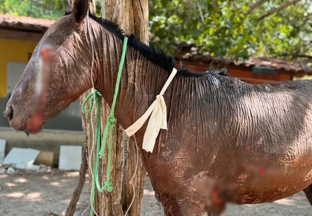 O animal foi resgatado nesse domindo (06)