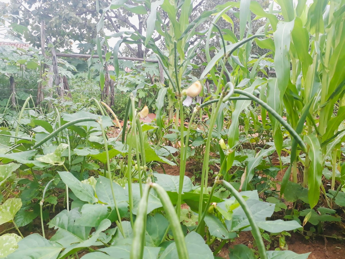 Programa Garantia Safra garante um benefício financeiro ao agricultor