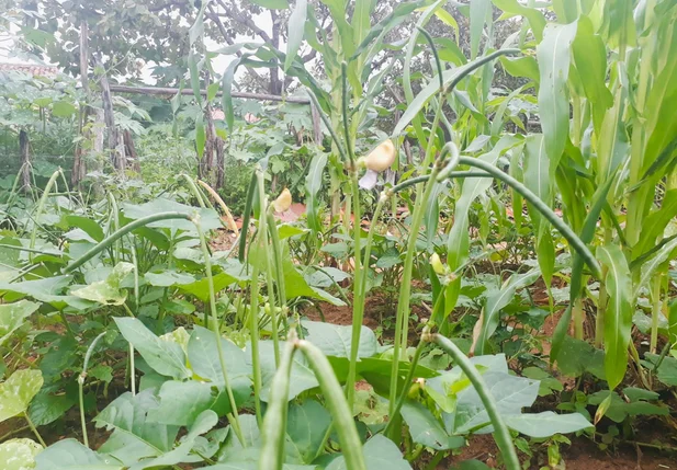 Programa Garantia Safra garante um benefício financeiro ao agricultor