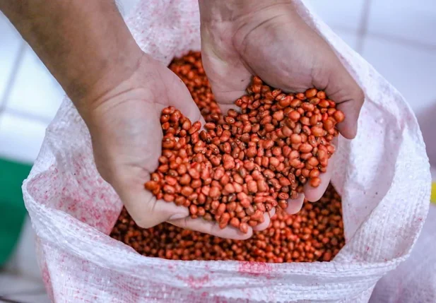 SAF participa de plenária territorial da Chapada das Mangabeiras e entrega sementes a agricultores familiares