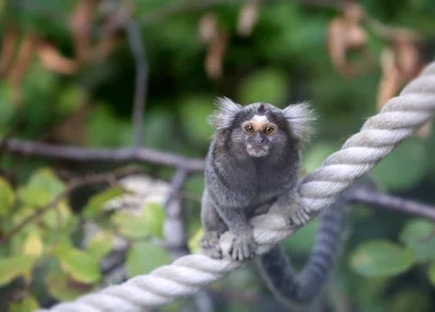 Sagui