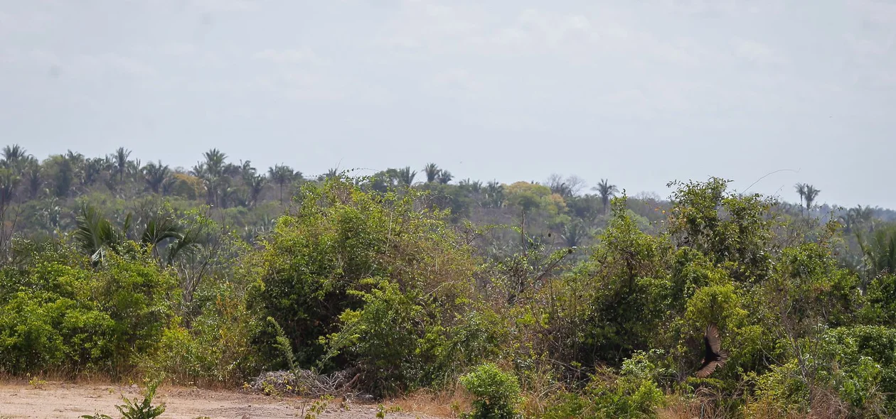 Terreno baldio