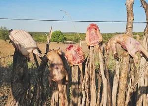 Animais oriundos de caça ilegal de animais silvestres no Sul do Piauí