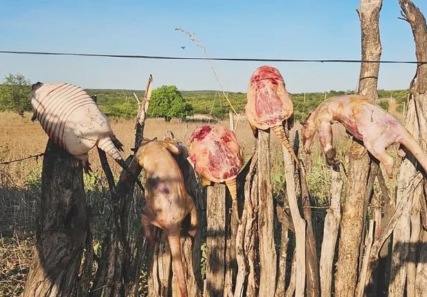 Animais oriundos de caça ilegal de animais silvestres no Sul do Piauí