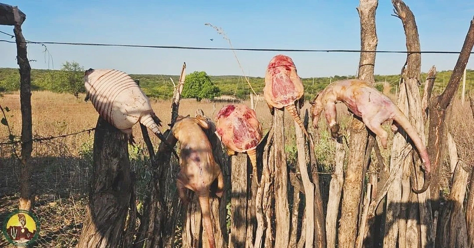 Animais oriundos de caça ilegal de animais silvestres no Sul do Piauí