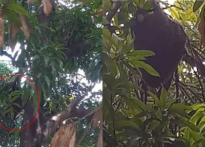 Enxame em mangueira no bairro São Joaquim